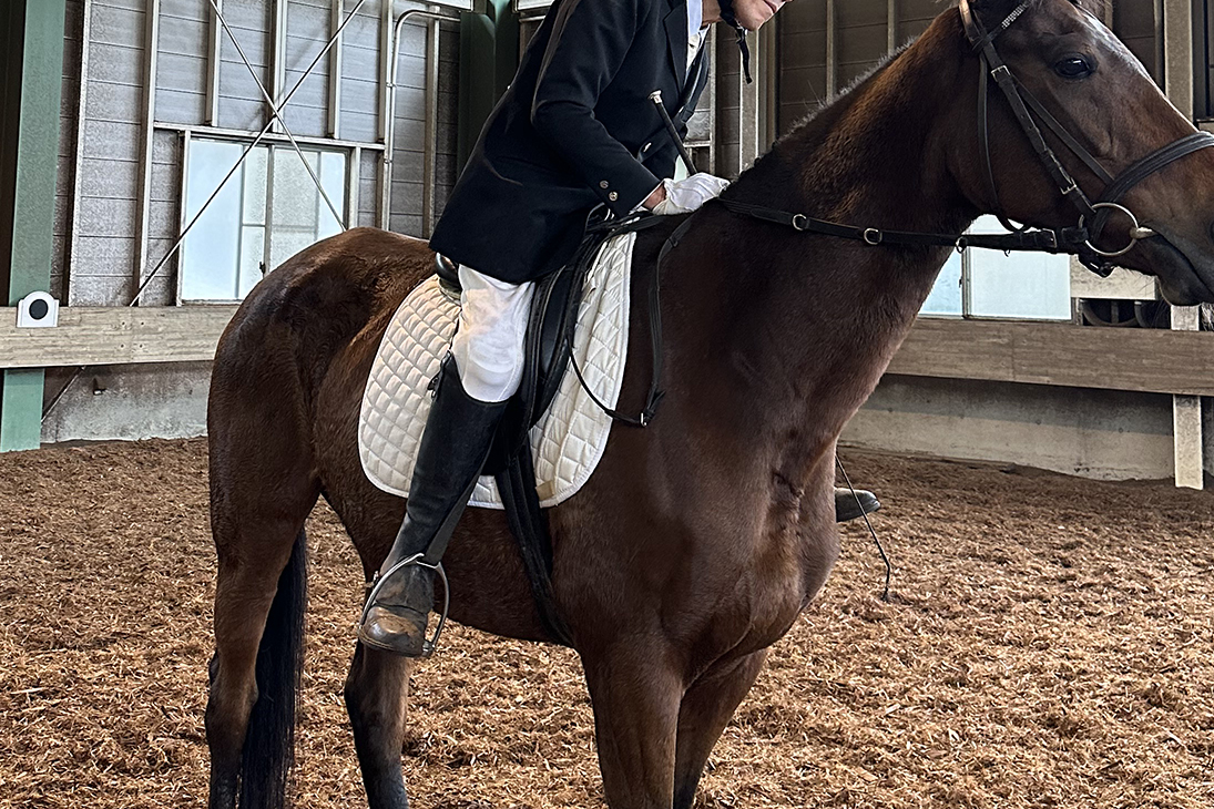 Dressage指導